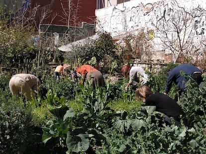 Vecinos cuidando del huerto Esta Es Una Plaza en el madrileño barrio de Lavapiés.