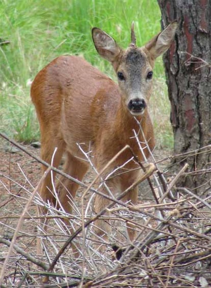 El corzo de un solo cuerno encontrado en la reserva natural de Prato