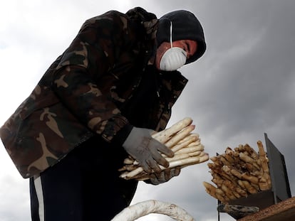 Un agricultor recoge espárragos en Legarda (Navarra).