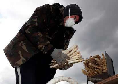 Un agricultor recoge espárragos en Legarda (Navarra).