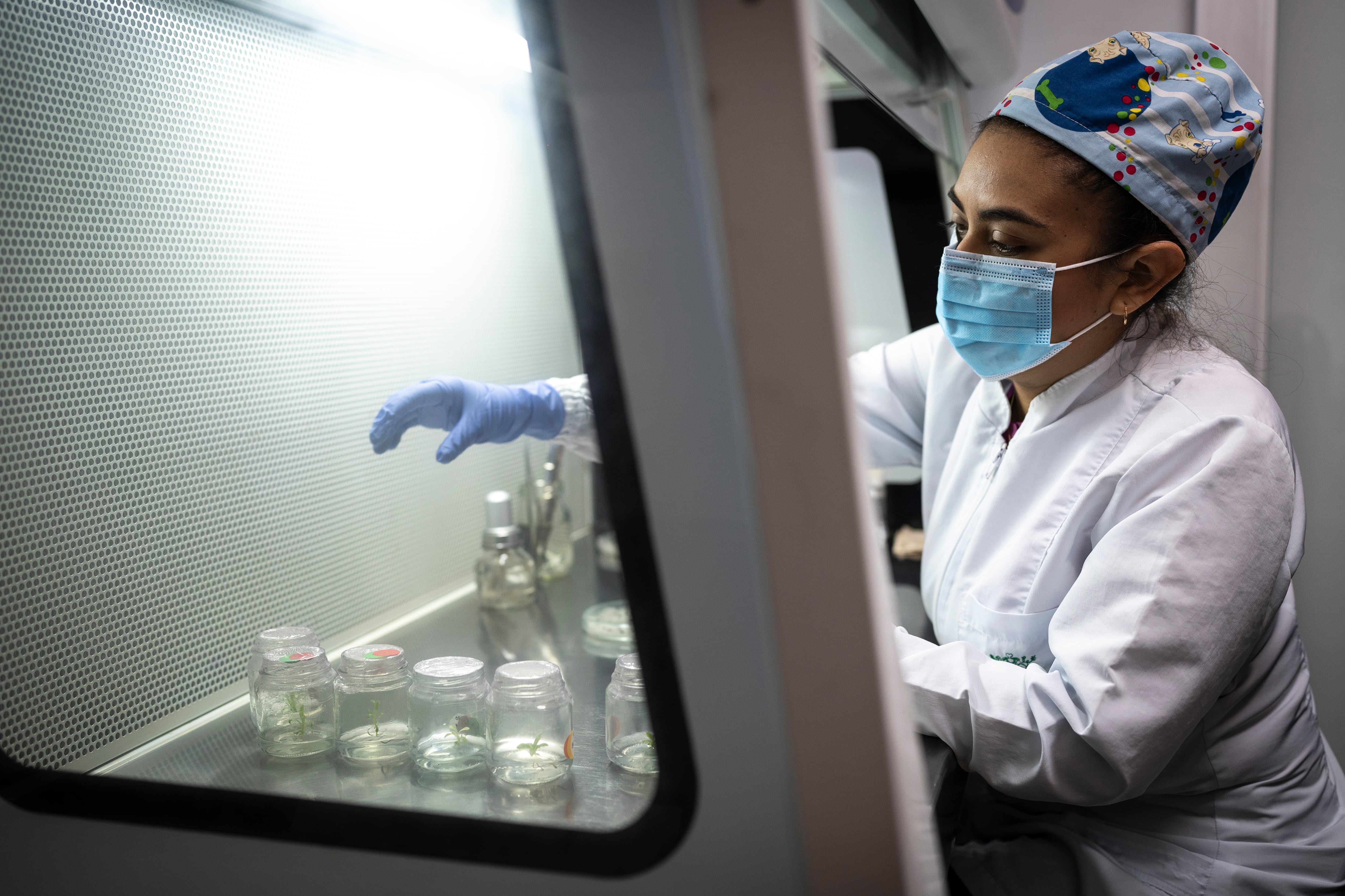 Una estudiante de biología labora en el laboratorio de fisiología vegetal de la Universidad de Antioquia, en Medellín, en noviembre de 2024.