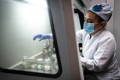 Melissa Rivera revisa unos frailejones in vitro, en el laboratorio de fisiología vegetal de la Universidad de Antioquia, en Medellín, el 25 de noviembre de 2024.