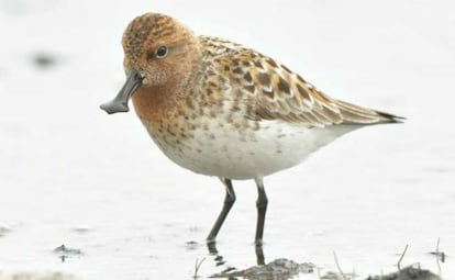 El correlimos cuchareta​ ('Eurynorhynchus pygmeus')​ es un ave que en verano habita en el noroeste de Rusia y en invierno en el sudeste de Asia. Es una de las especies en peligro crítico de extinción, según la IUCN: su población reproductora está por debajo de los 200 ejemplares. Esto se debe a la destrucción de su hábitat por la contaminación, la caza y los efectos del cambio climático.