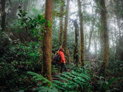 Bosque en Monteverde, Costa Rica.