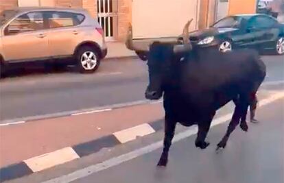 Vaquilla escapada de Tavernes cuando entró por las calles de Almàssera en una captura de nu vídeo de À Punt. @SERHOLGUIN