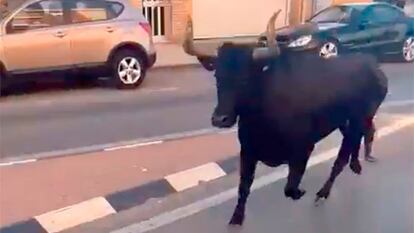 Vaquilla escapada de Tavernes cuando entró por las calles de Almàssera en una captura de nu vídeo de À Punt. @SERHOLGUIN