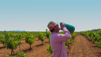 19/07/2023. El agricultor Vicente Guerre bebe agua en su viñedo en Torremejía (Badajoz).