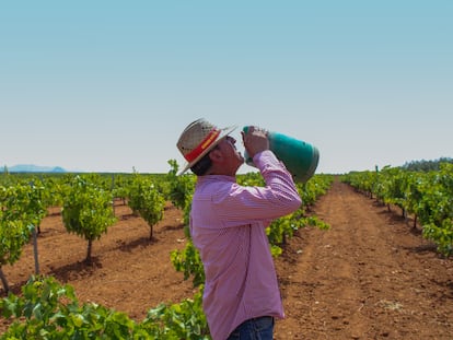 19/07/2023. El agricultor Vicente Guerre bebe agua en su viñedo en Torremejía (Badajoz).