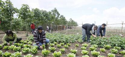 Jornaleros cultivan un huerto en la finca p&uacute;blica Somontes de Palma del R&iacute;o (C&oacute;rdoba).