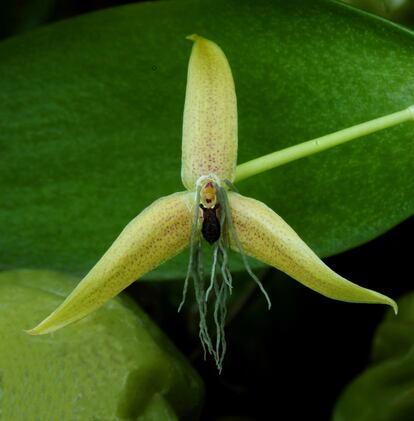 'Bulbophyllum nocturnum', una especie endémica y el primer ejemplo conocido de una orquídea cuyas flores se abren después del anochecer y se cierran por la mañana.