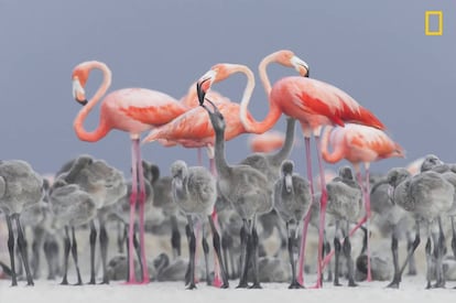 Um flamingo rosado caribenho adulto alimenta seu filhote em Yucatán, México.