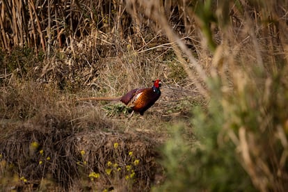 Rio Besòs naturalización