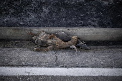 Los cadáveres de cabras carbonizadas yacen junto a una carretera tras un incendio, en la isla griega de Rodas.