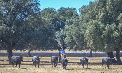 Toros de la ganadería de Hoyo de la Gitana, en el campo salmantino.