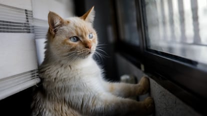 Un gato mira por la ventana desde el interior de una vivienda en Madrid, el pasado abril.