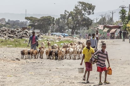 Dos pequeños limpiabotas caminan en el entorno del campo de fútbol de Addis Abeba en busca de clientes. “Los niños huérfanos o abandonados suelen ser discriminados socialmente. Sufren el desarraigo, la falta de educación, la pobreza y unas condiciones terribles de salud. Corren un alto riesgo de ser explotados laboral o sexualmente”, según el doctor Sissay, director del Hospital Universitario de Gondar.