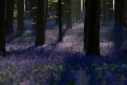 Flores silvestres formam um tapete na Hallerbos, também conhecido como o "Bosque Azul", perto da cidade belga de Ache, em 20 de abril de 2016.