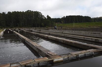 The pools to farm the fish at the sturgeon farm in Baygorria, 270km north of Montevideo, on August 31, 2016.
A Uruguayan firm, "Esturiones del Rio Negro", produces and exports since 2000 caviar under the brand "Black River Caviar", an atypical product from a country traditionally known as a beef exporter. / AFP PHOTO / MIGUEL ROJO