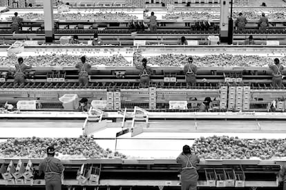 Empleados de una planta industrial seleccionan y separan naranjas en Ganzhou (China).