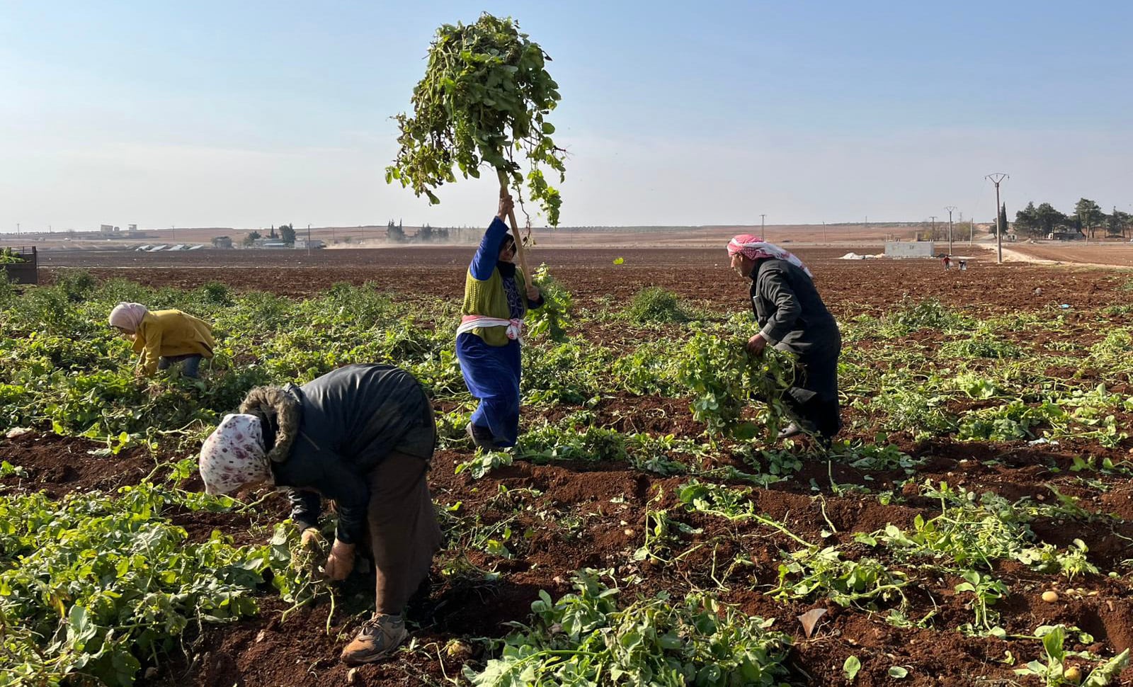 Agricultores sirios preparan sus tierras para plantar patatas, tras confirmar los cascos blancos que no hay explosivos tras las bombas de racimo lanzadas durante la guerra, cerca de la carretera, entre el pueblo de Deir Yamal y la base aérea de Mennagh, el 4 de diciembre en el norte de Siria.
