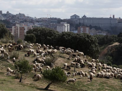 El rebaño de ovejas que se podran apadrinar, en la Casa de Campo de Madrid.