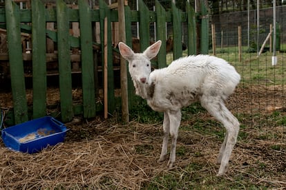 La cría de corzo albino, en las instalaciones de la comunidad de montes San Roque en Viveiro el 11 de abril.