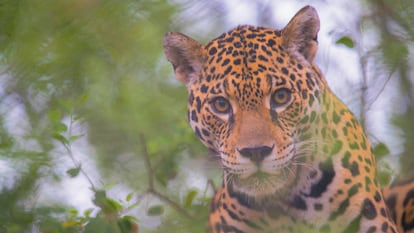 Un jaguar (yaguareté) se deja fotografiar en el Parque Nacional El Impenetrable en la provincia de Chaco, donde resulta casi imposible frenar la deforestación.