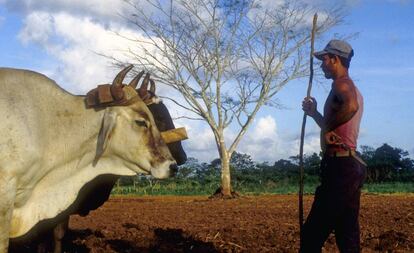 Un campesino nicaragüense a punto de arar sus tierras.