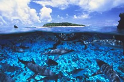 Buceo entre tiburones grises en el atolón Bikini, en las islas Marshall.