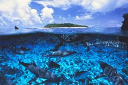 Buceo entre tiburones grises en el atolón Bikini, en las islas Marshall.