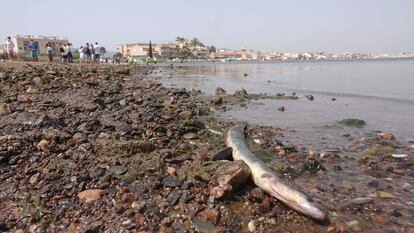 Aparición de peces muertos (anguila) en las playas del Mar Menor, Murcia.