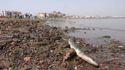 Una anguila muerta en una playa del Mar Menor (Murcia).