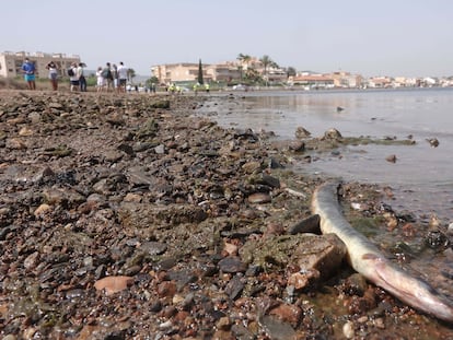 Una anguila muerta en una playa del Mar Menor (Murcia).