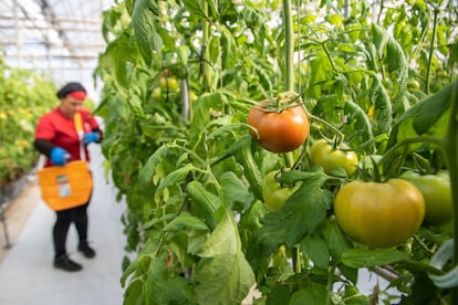 Tomates de la variedad Amela en la cooperativa de La Palma, en Carchuna (Granada).