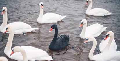 Se le llama “cisne negro” a los eventos inesperados de gran trascendencia.
