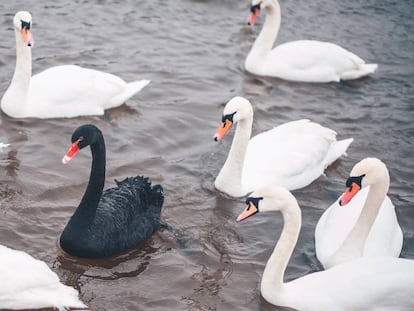 Se le llama “cisne negro” a los eventos inesperados de gran trascendencia. 