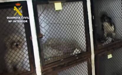 Animales enjaulados en una perrera de Madrid.
