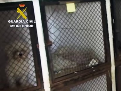 Animales enjaulados en una perrera de Madrid.