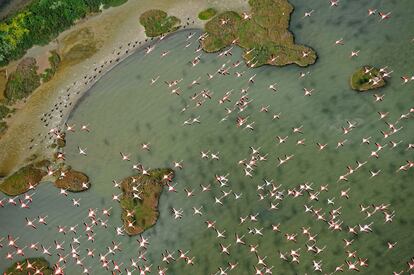 Flamencos sobrevuelan Doñana.

WWF.