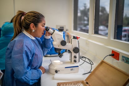 Diana Pava observa un mosquito con un microscopio en los laboratorios del Instituto Nacional de Salud.