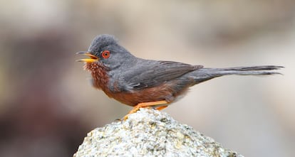 La curruca rabilarga, propia del matorral mediterráneo, empieza verse en Reino Unido.