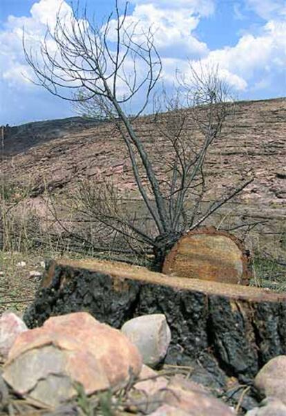 Un árbol calcinado a 10 kilómetros del foco del incendio de Guadalajara.