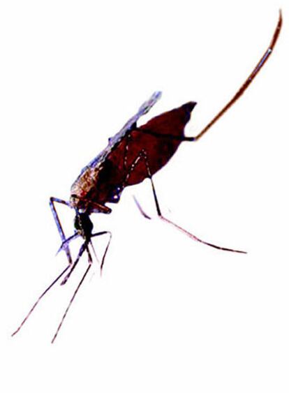 Mosquito que transmite la malaria.