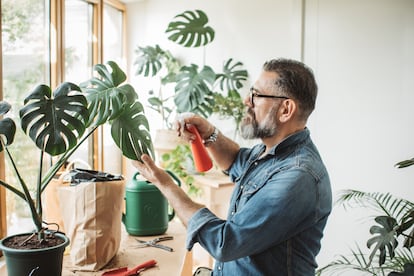 Con las plantas de interior hay que estar vigilante con el uso de las calefacciones, que puede causar sequedad. 