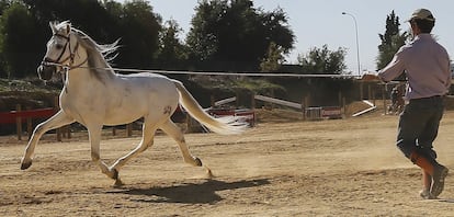 Un hombre entrena un caballo momentos antes de participar en el Salón Internacional del Caballo (SICAB), en Sevilla.