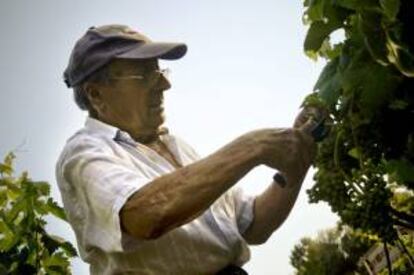 A aproximadamente un mes de que comience la vendimia en las denominaciones de origen (DD.OO.) ourensanas, la incertidumbre vuelve a instalarse entre los agricultores. ¿El motivo? El precio que alcanzará el producto que cultivan durante todo el año. En la imagen, el viticultor Avelino Lorenzo deshoja sus vides en la localidad orensana de Berán (Leiro).