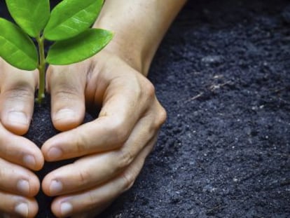 Berlín y Bruselas miman a Rajoy en su año electoral