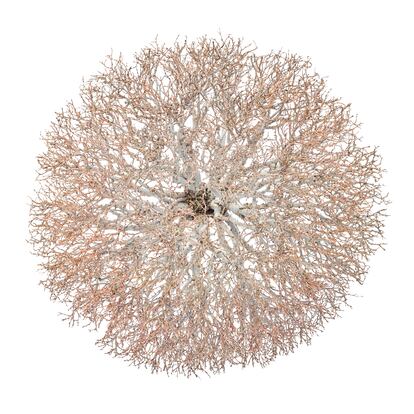 Olmo japonés ('Zelkova serrata'). Regalo del premio Nobel Gabriel García Márquez a su amigo el expresidente Felipe González.