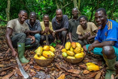 Productores de cacao en Kapatchira, de Ecookim.