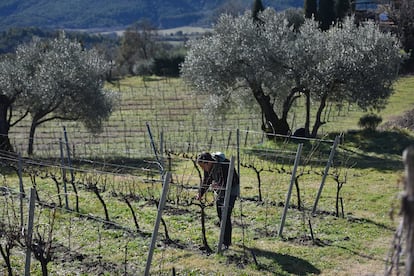 Jorge Olivera trabajando en su viñedo de Coscojuela del Sobrarbe, Huesca.